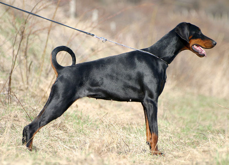 Doberman avec oreilles et queue