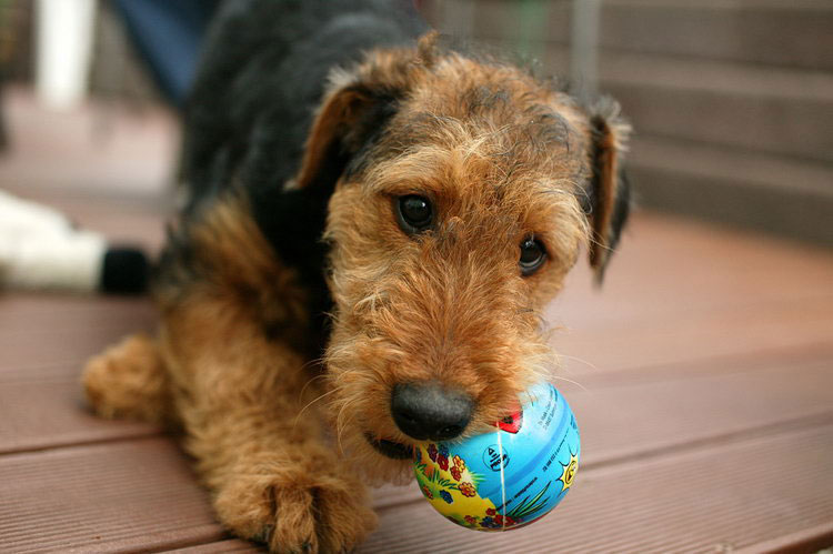Comment choisir un chiot Airedale Terrier