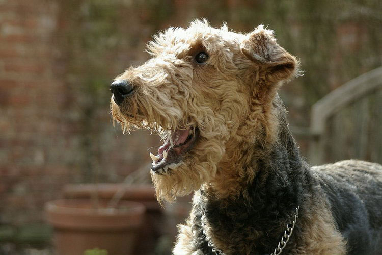 Couleur du Terrier Airedale