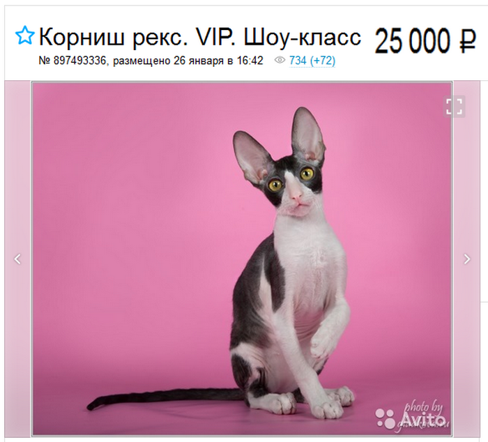 Cornish Rex de classe exposition