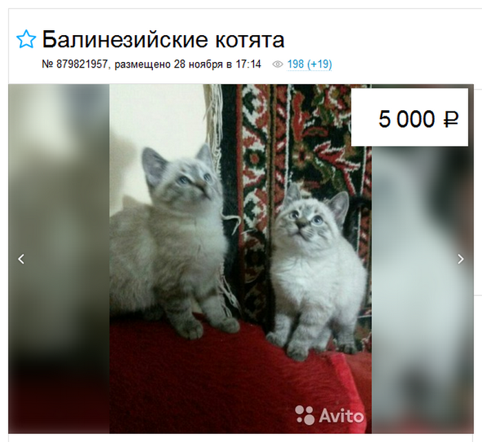 le prix d'un chat balinais