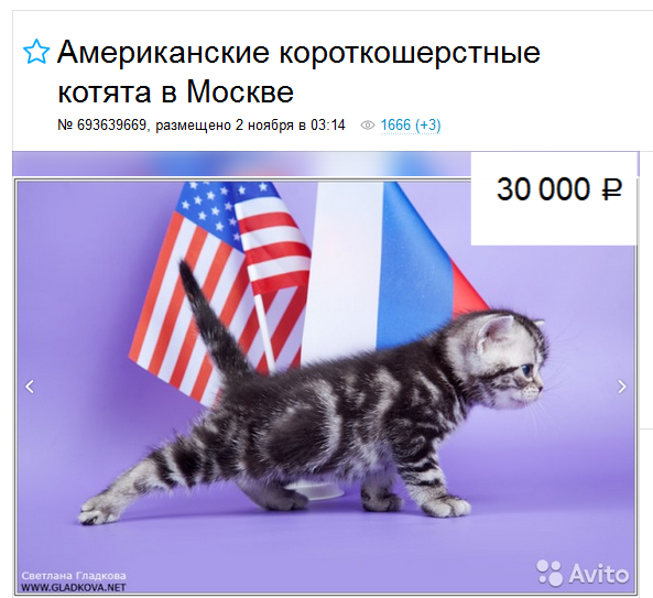 Prix des chats American Shorthair à Moscou