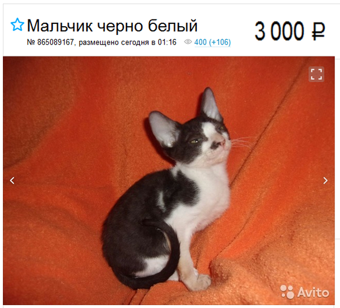 Chaton Cornish Rex dans une publicité