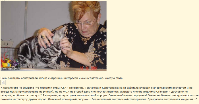 American Shorthair - Présentation de la race