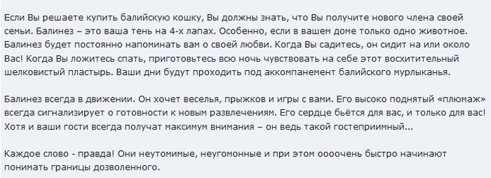 avis sur les chats balinais