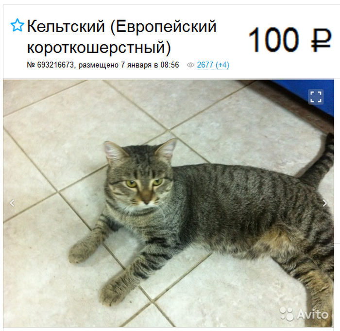 Annonce pour chat européen à poil court