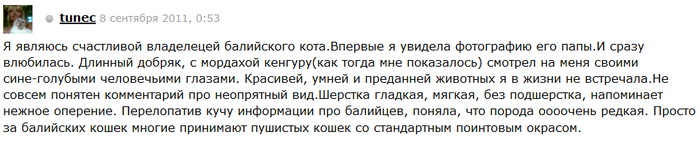 Chat balinais sur la photo