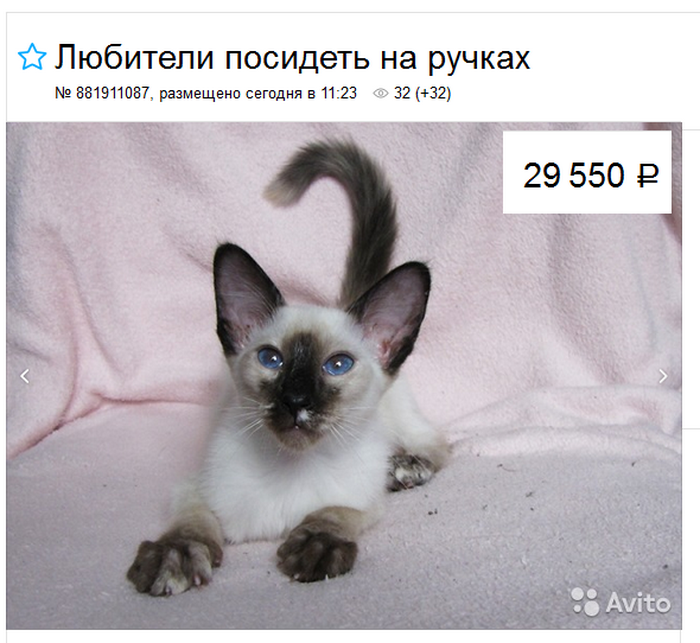 prix des chatons balinais