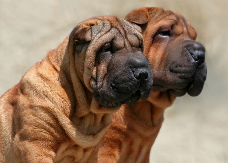deux Shar Peis