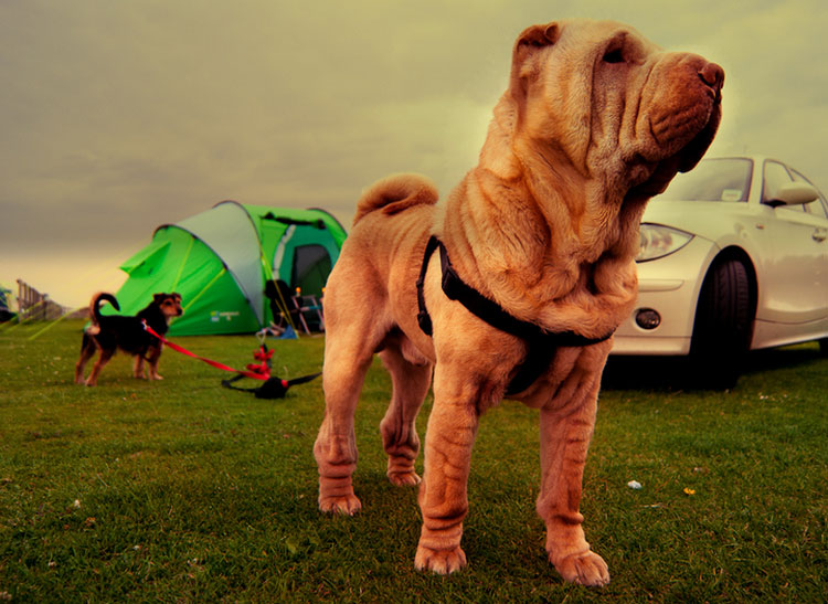 race de Shar Pei chinois