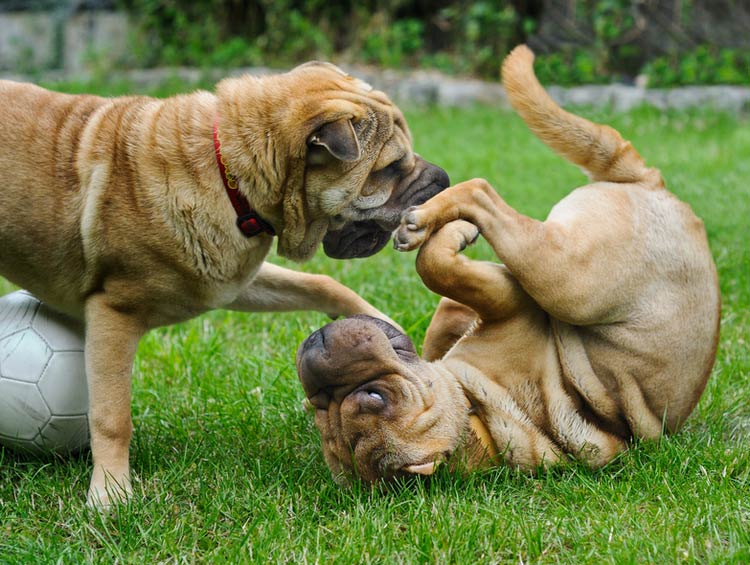 deux Shar Peis