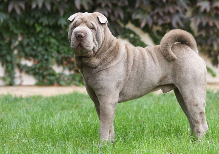 Chien Shar Pei