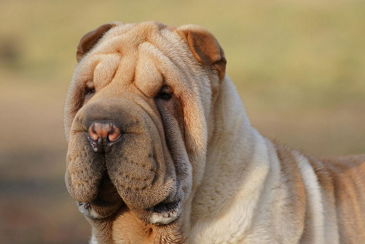 Photo de Shar Pei
