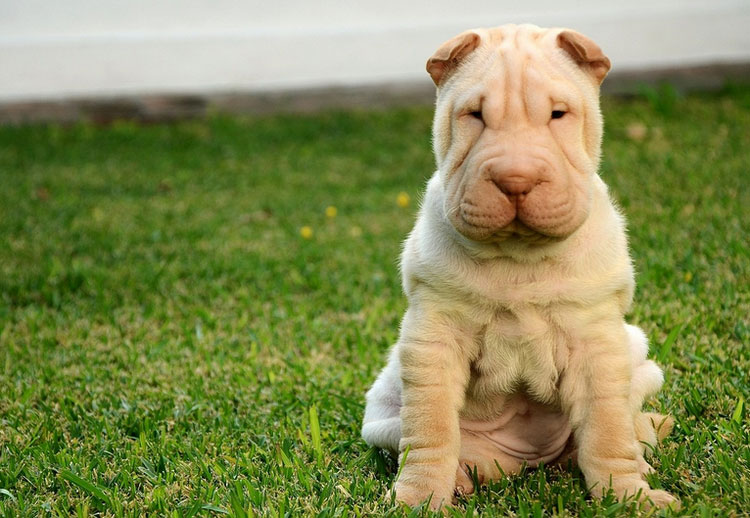 prix d'un chiot Shar Pei