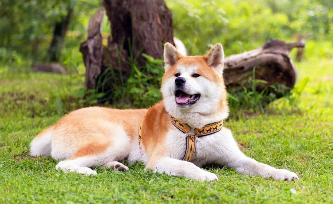 Personnage Akita Inu