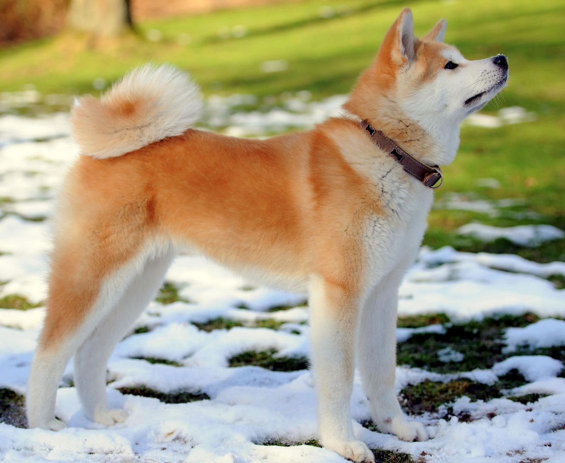 race de chien Akita Inu