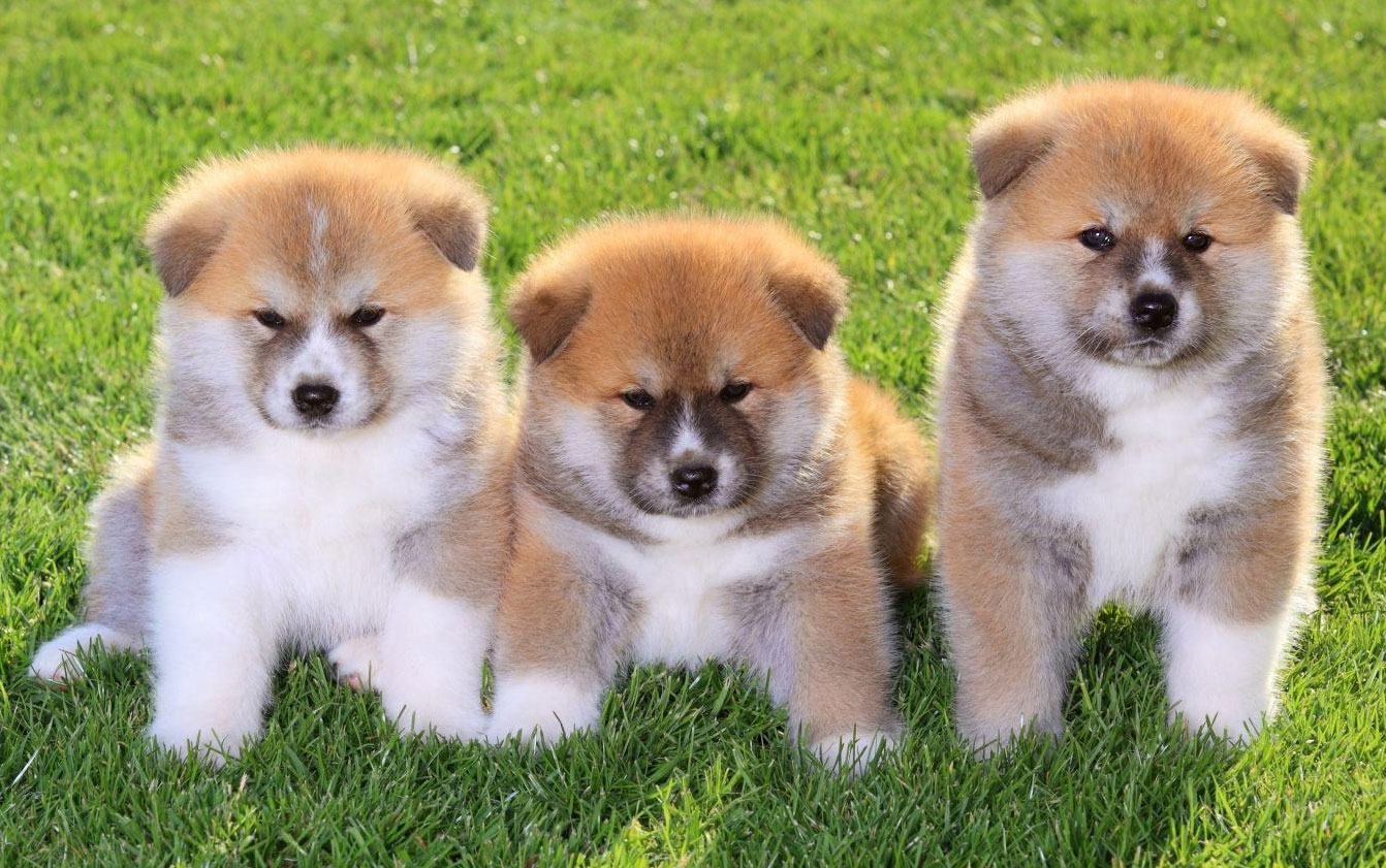 Petits chiots Akita Inu