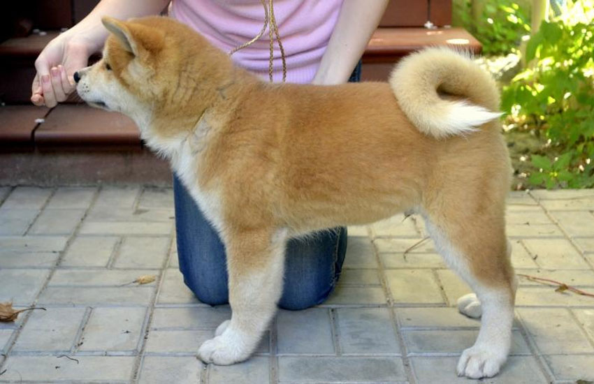 Bébé Akita Inu aux cheveux roux