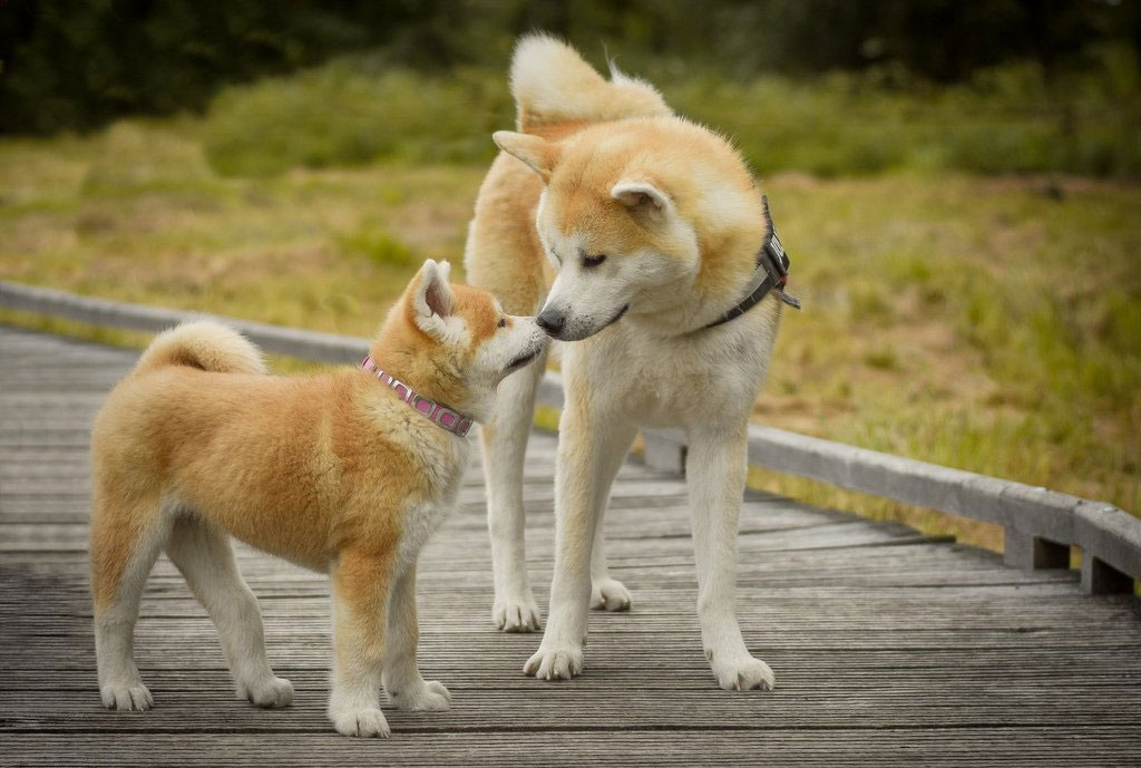 Akita Inu adulte et chiot