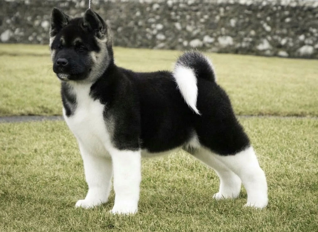 Un petit chiot Akita Inu américain