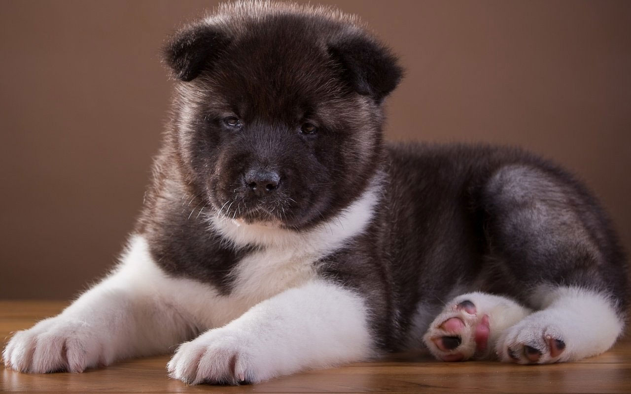 chiot Akita de type américain