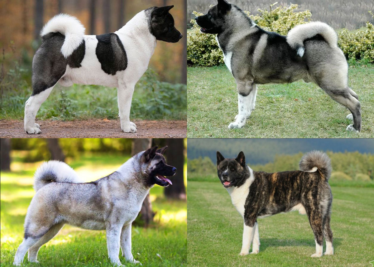 Coloration de l'Akita Inu américain