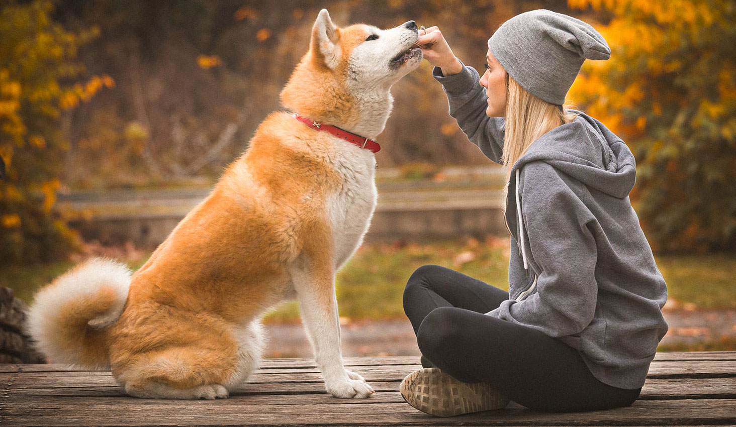 Dressage d'Akita Inu