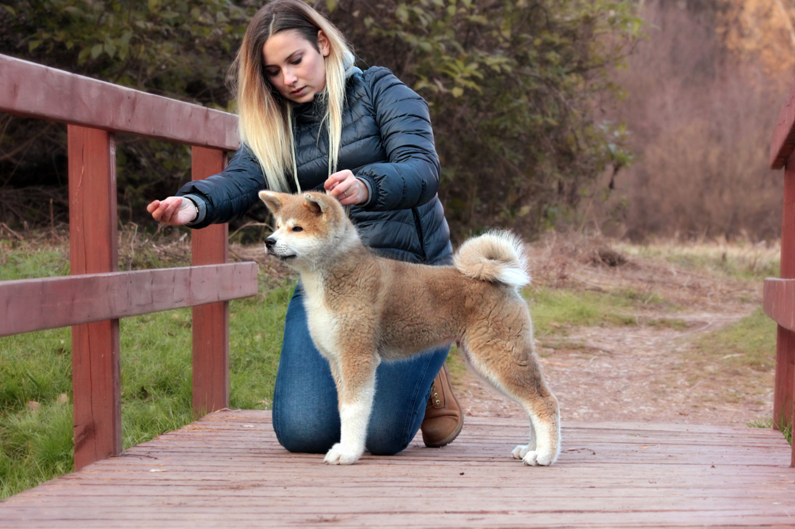Dressage d'Akita Inu