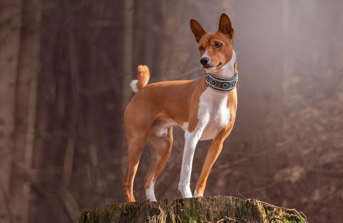 Le Basenji est une race ancienne de chien africain.