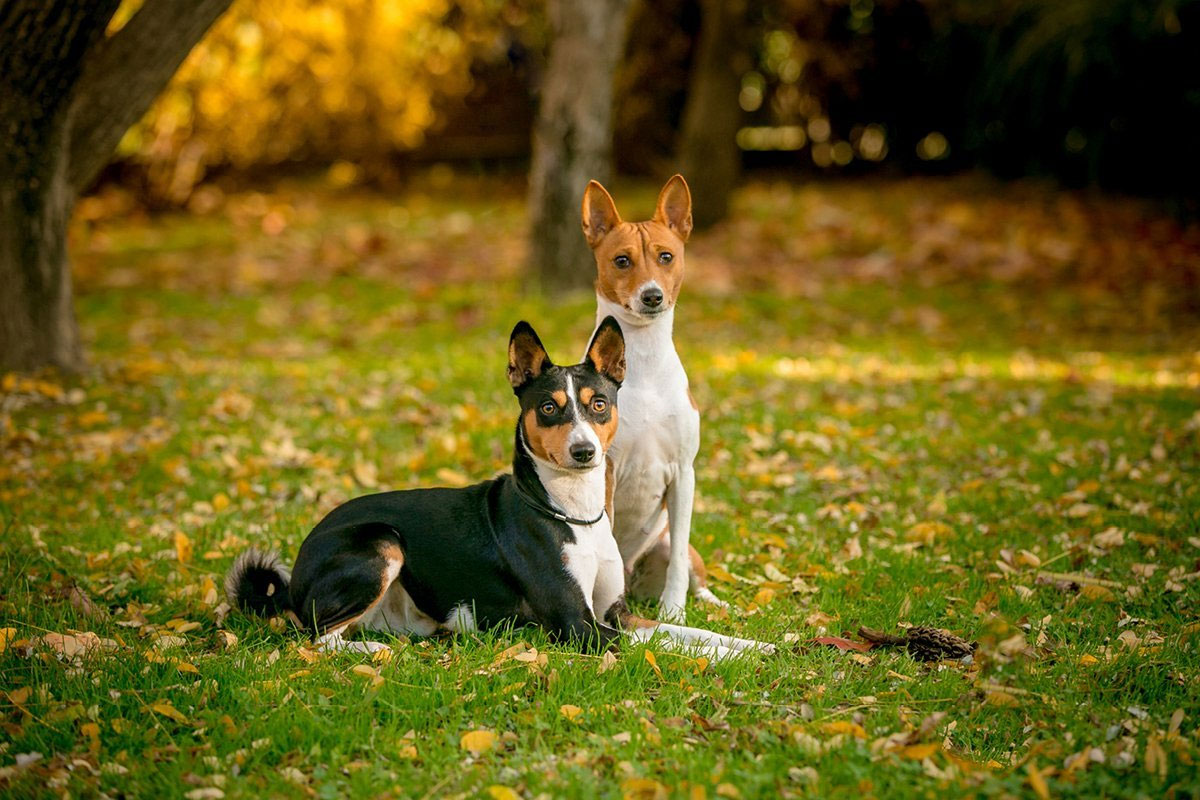 Histoire de la race Basenji