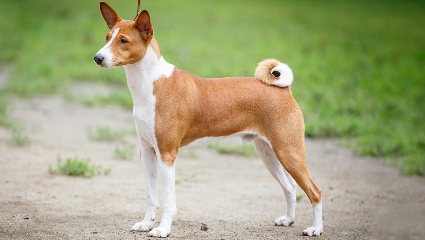 Le tempérament des chiens Basenji africains