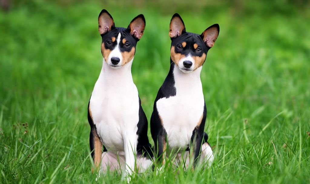 Basenji - Informations sur la race