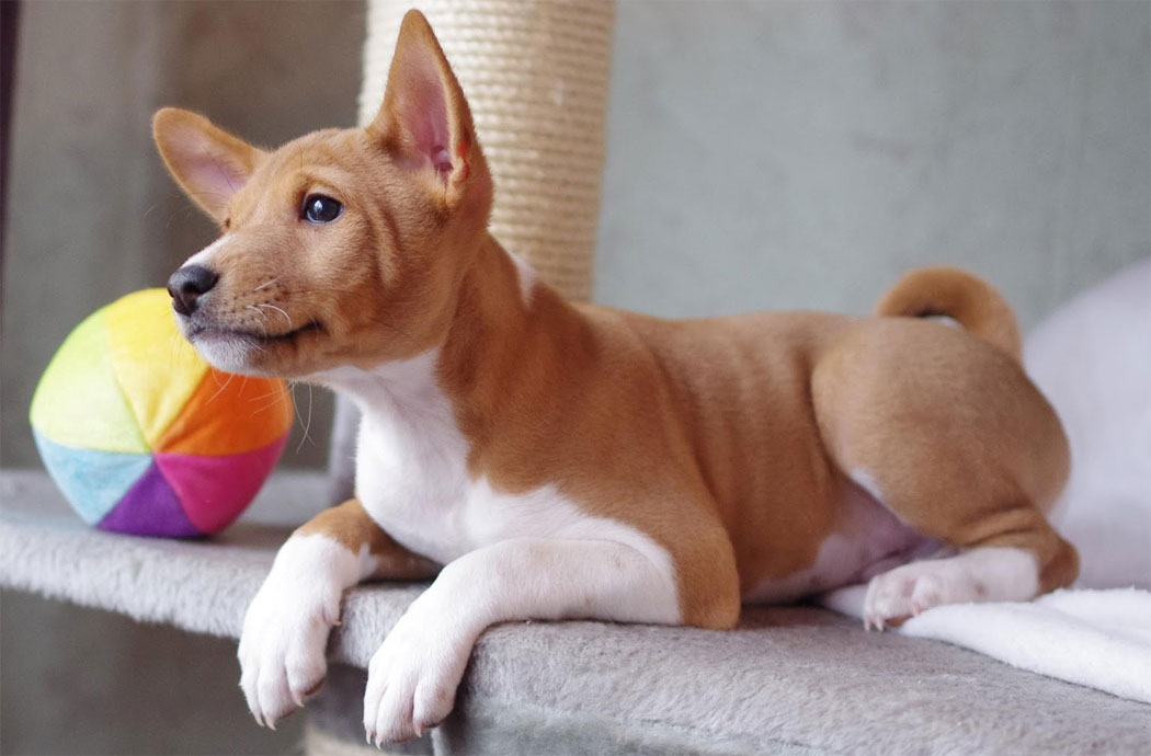 Chiot Basenji
