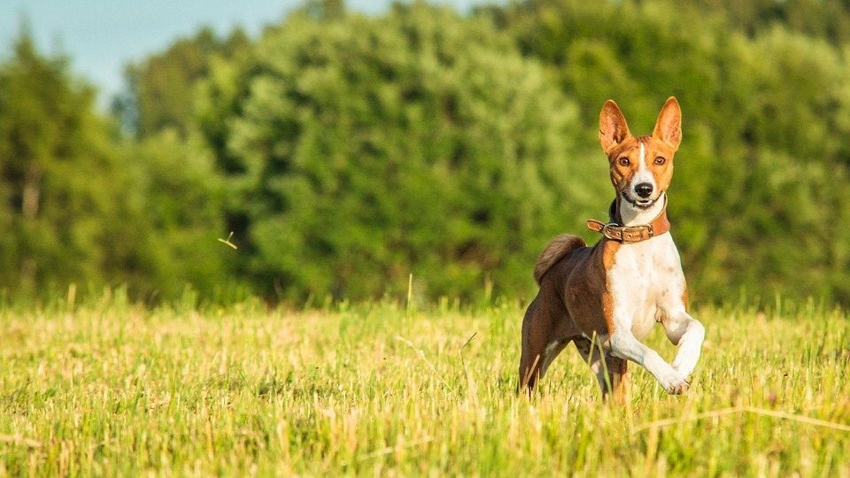 Dressage de chiens Basenji