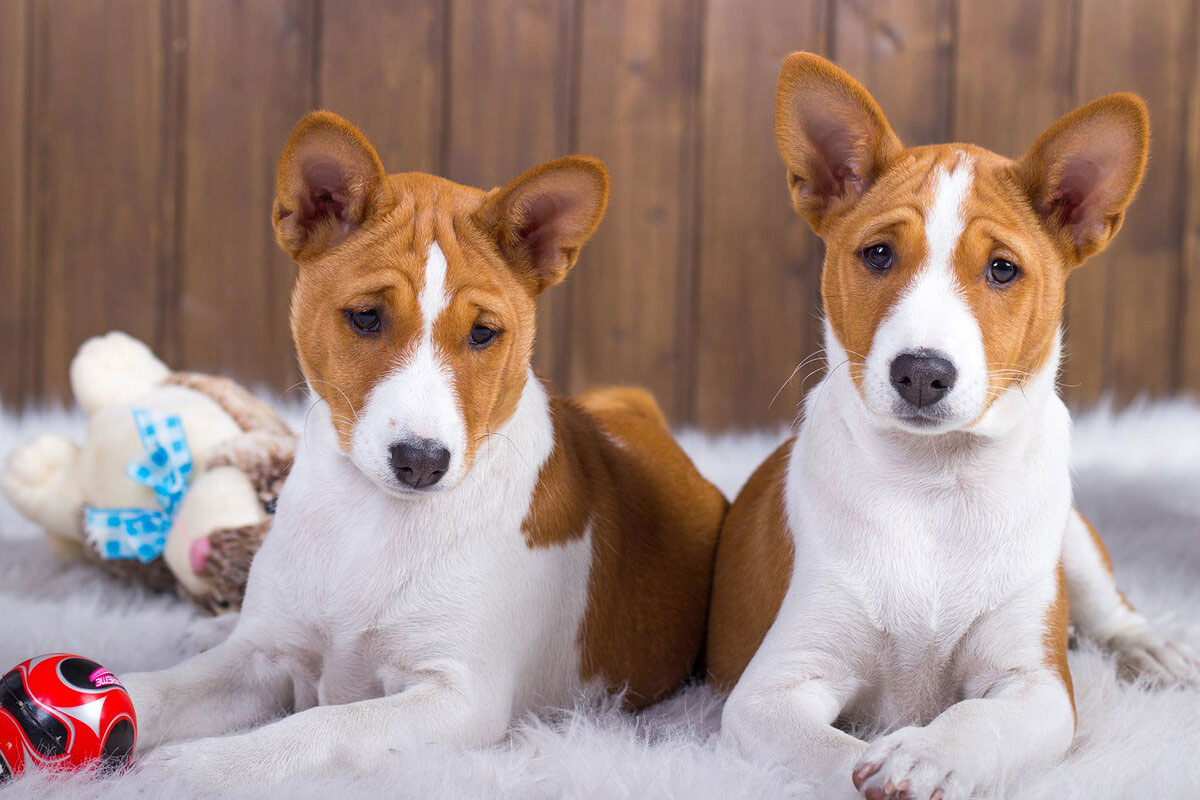 Contenu du Basenji