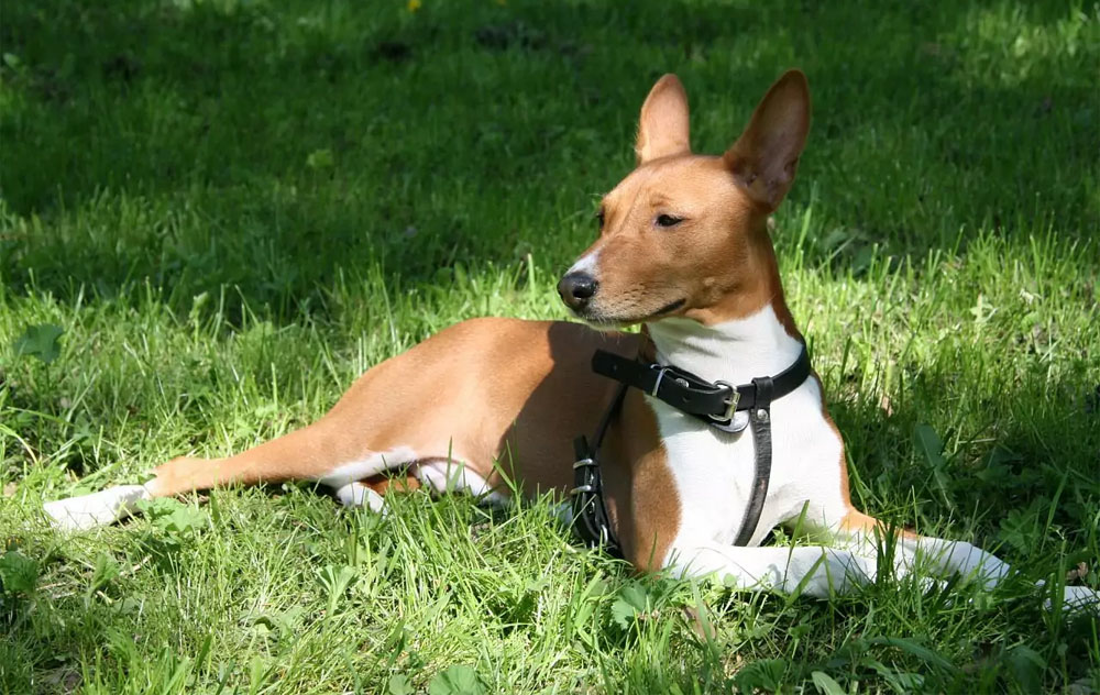 Que donner à manger à un Basenji ?