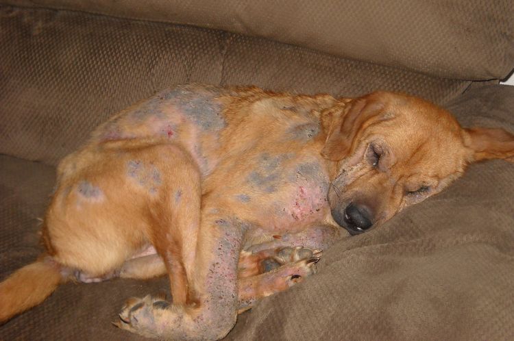 La gale démodécique chez un chien