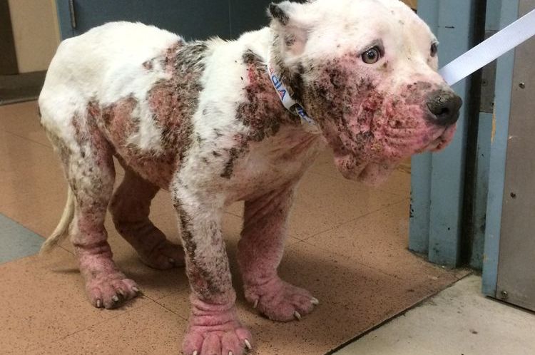 Forme généralisée de démodécie chez le chien