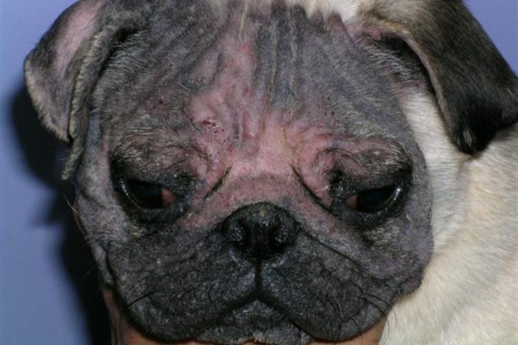 démodécie juvénile