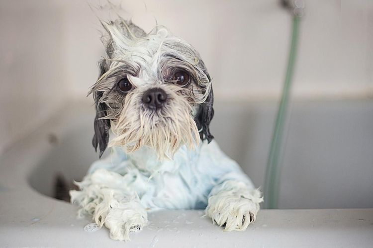 Donner un bain à un chien