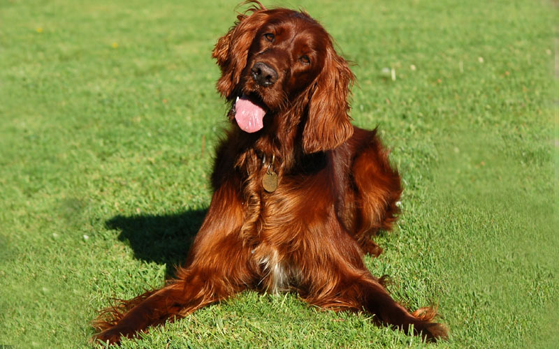 Setter irlandais : caractère, standards, apparence