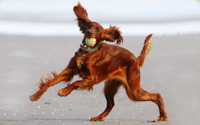 Dressage d'un setter irlandais