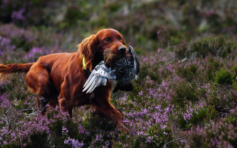 Dressage de setter irlandais