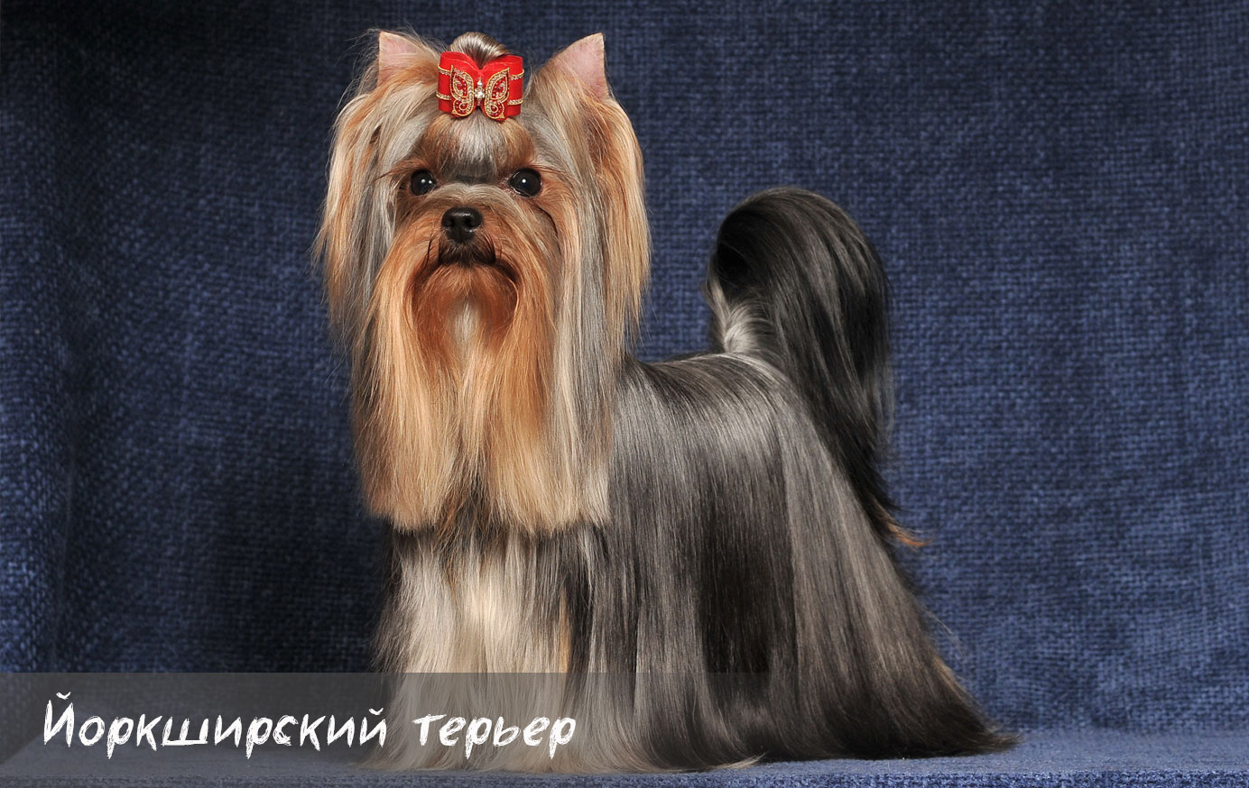 Tout sur la race Yorkshire Terrier