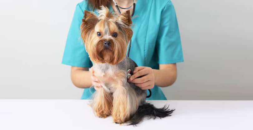 Quelles sont les maladies qui affectent les Yorkshires ?