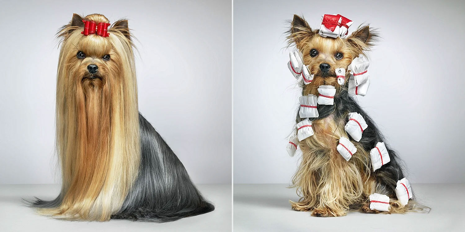 Yorkshire en papillotes