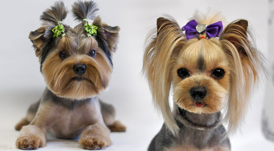 Coiffures pour Yorkshires