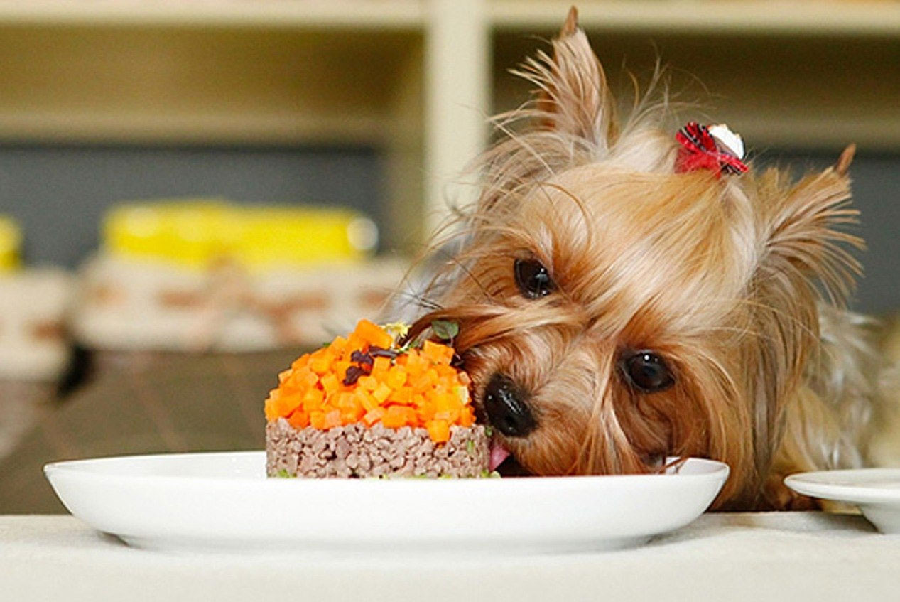 Que donner à manger à un Yorkshire ?