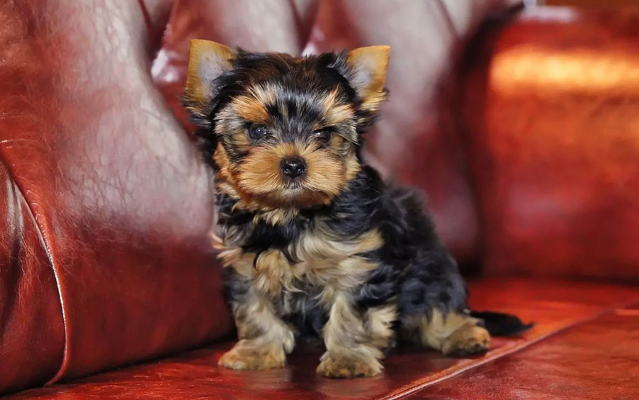 Chiot Yorkshire classique