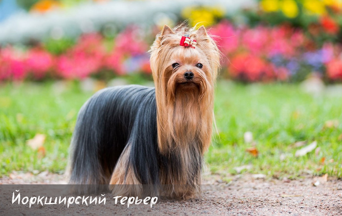 Yorkshire Terrier - Caractéristiques de la race